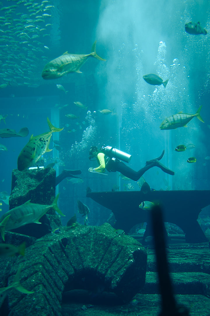 Atlantis Aquaventure and Lost Chambers Combo